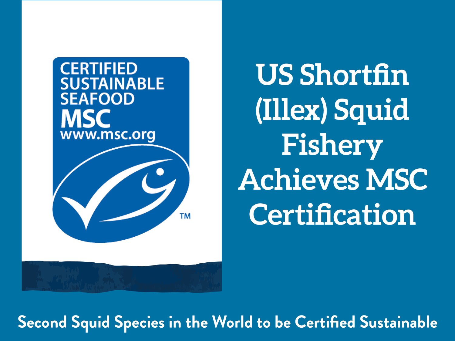 US Shortfin (Illex) Squid Fishery Achieves MSC Certification