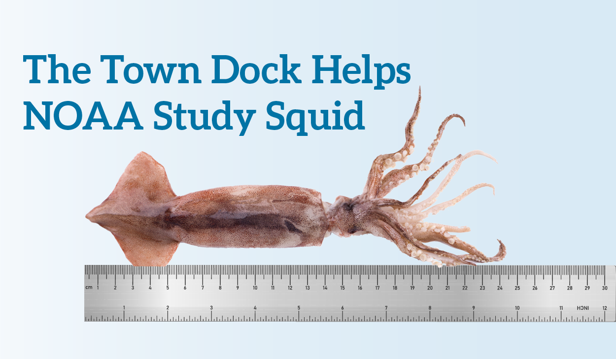 The Town Dock Helps NOAA Study Squid